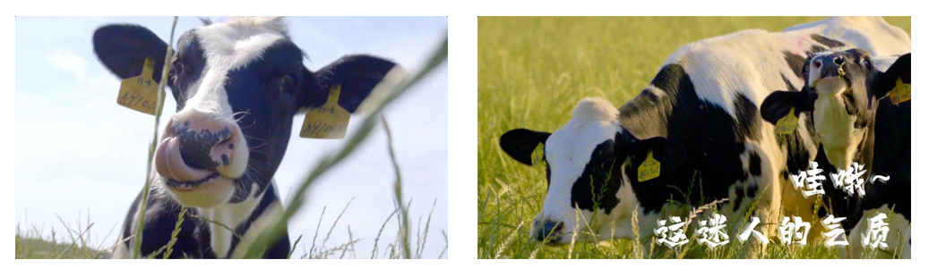 花花牛丨每天一杯奶，幸福健康喝出來?。?！