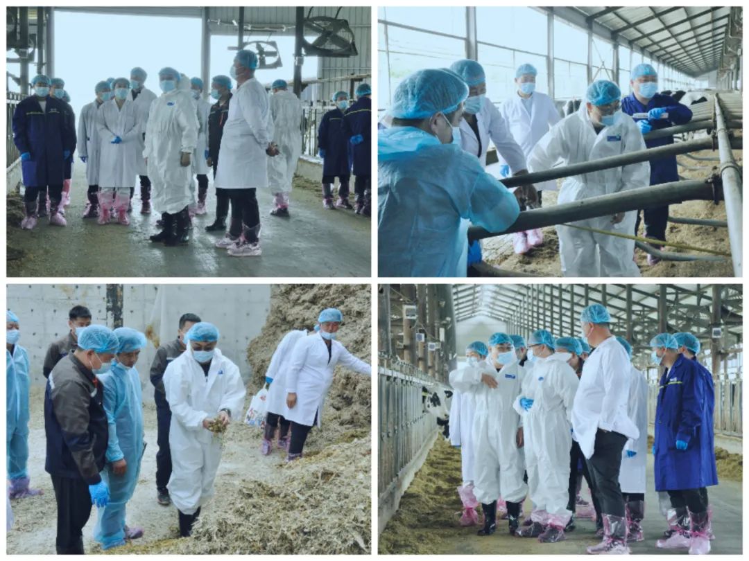 花花牛丨國家奶牛產(chǎn)業(yè)技術(shù)體系首席科學(xué)家、中國農(nóng)業(yè)大學(xué)教授李勝利一行蒞臨花花牛魯山瑞亞參觀調(diào)研