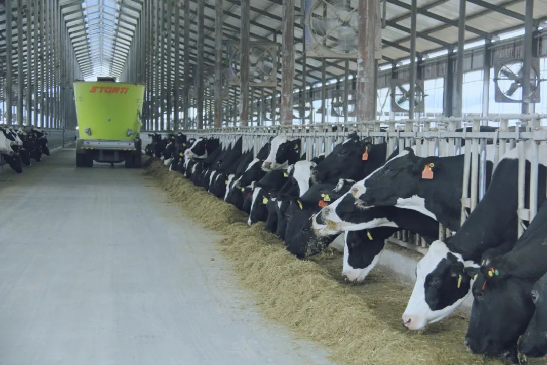 花花牛丨駐馬店市遂平縣政協(xié)黨組書記、主席張衛(wèi)東一行蒞臨花花牛魯山瑞亞牧場(chǎng)參觀