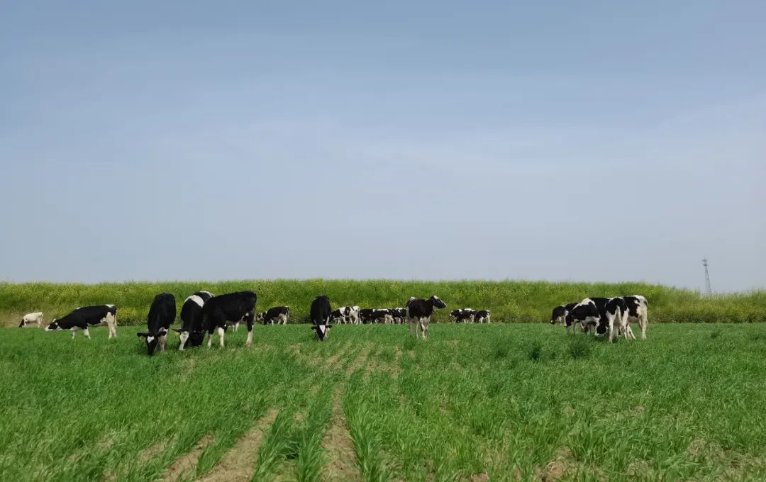 繼往開來 · 再創(chuàng)輝煌 | 花花牛乳業(yè)集團召開9月營銷、養(yǎng)殖及飼料月度經(jīng)營工作會議