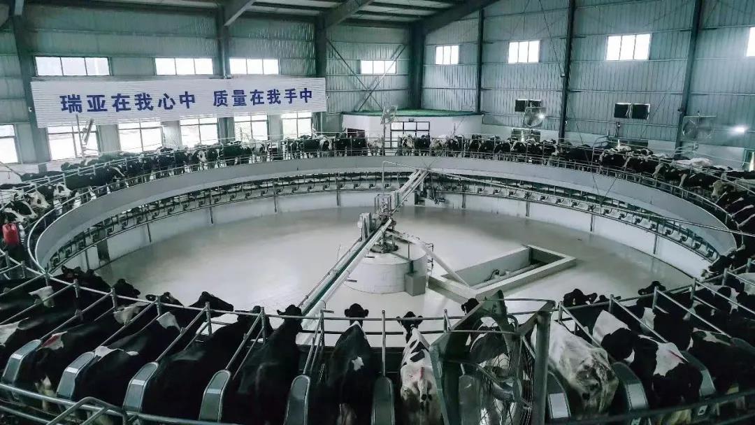 快訊 | 駐馬店市委副書(shū)記、市長(zhǎng)李躍勇一行蒞臨花花牛乳業(yè)集團(tuán)平輿瑞亞牧場(chǎng)調(diào)研