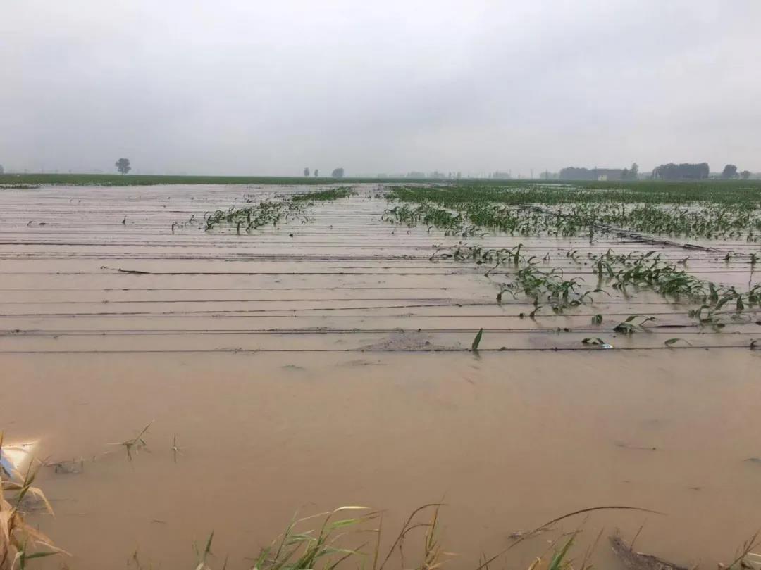 【乳報·聚焦】“豫”難而上的中原牛人“太中了”！