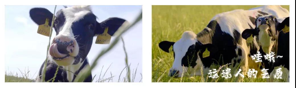 榮譽(yù) | 2019年度河南省美麗牧場名單新鮮出爐 花花牛乳業(yè)集團(tuán)旗下六個牧場榜上有名