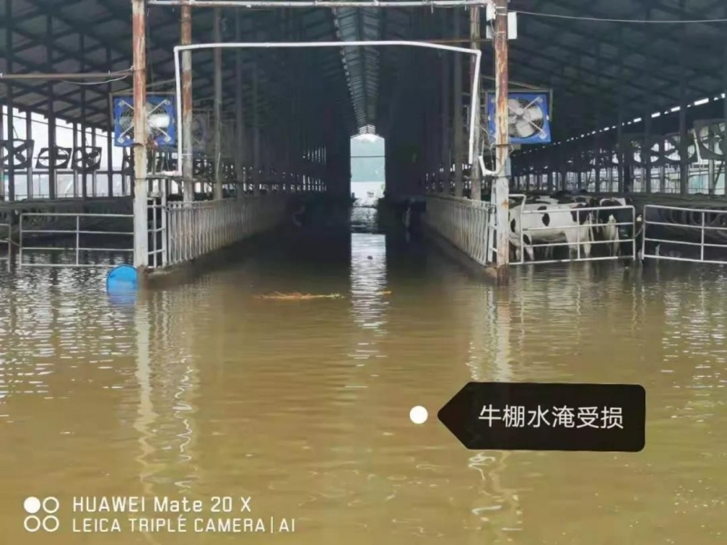 【乳報·聚焦】“豫”難而上的中原牛人“太中了”！